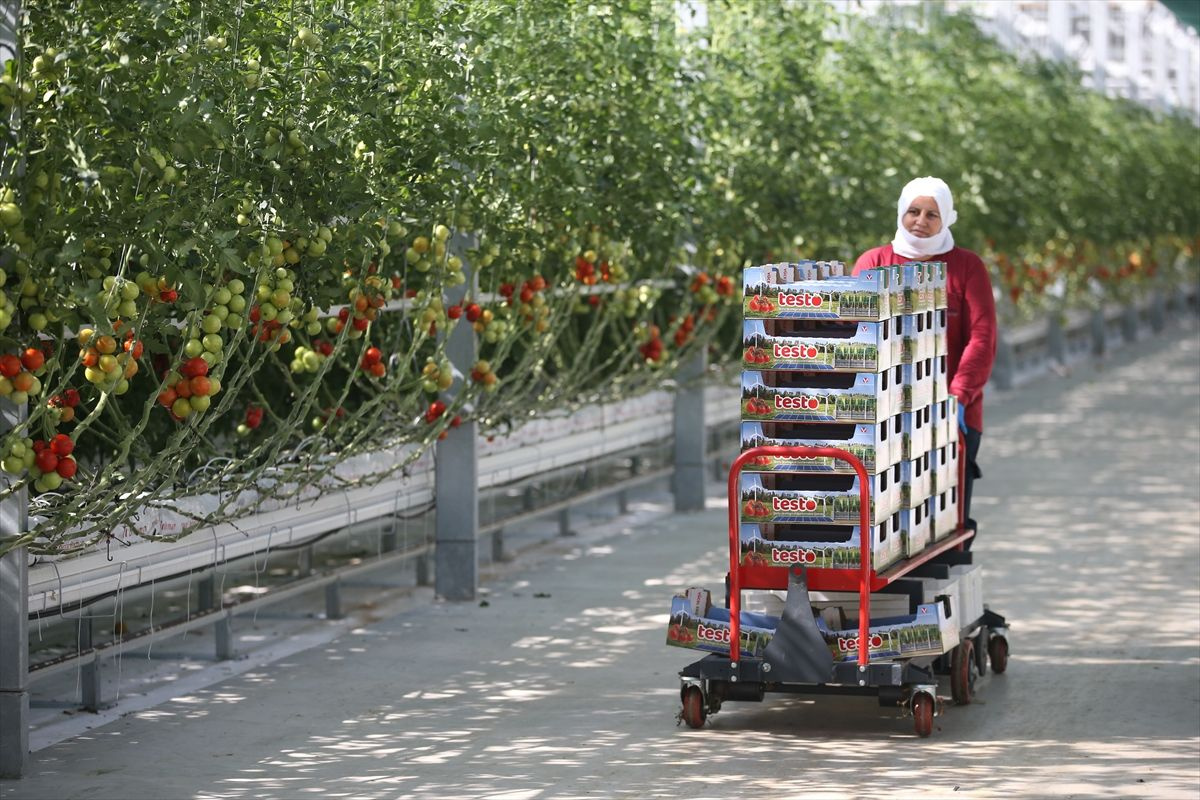 Bu sistem maliyeti yüzde 50 azalttı! Ezber bozan domates üretimi: 700 milyon lira...