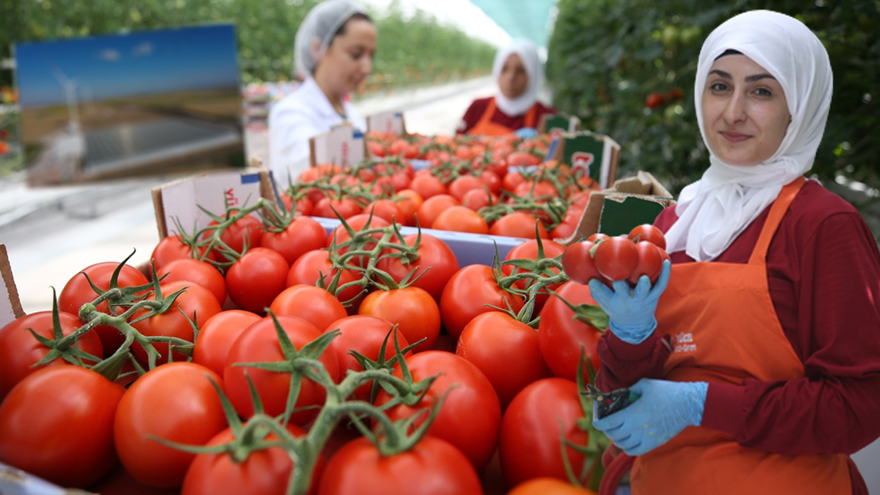 Bu sistem maliyeti yüzde 50 azalttı! Ezber bozan domates üretimi: 700 milyon lira...