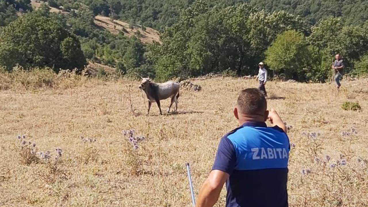 Yılın firarisi! Bayramda kaçan dana 26 gün sonra bulundu kesilmekten kurtulamadı