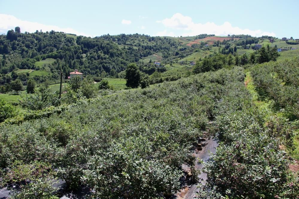 Bahçesine ekti Trabzonlu yılda 300 bin TL kazanıyor çaydan daha kârlı dedi