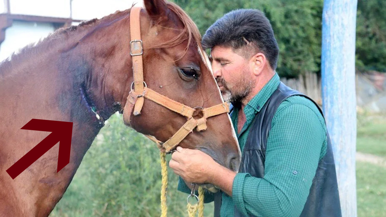 Boynu kesilen atı bahçe hortumuyla kurtardı! Kastamonu'da ilginç olay: Bypass yapmışsın