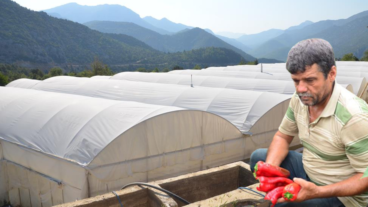 800 rakımda deneme amaçlı başladı şimdi 50 ton üretip Antalya'da satıyor