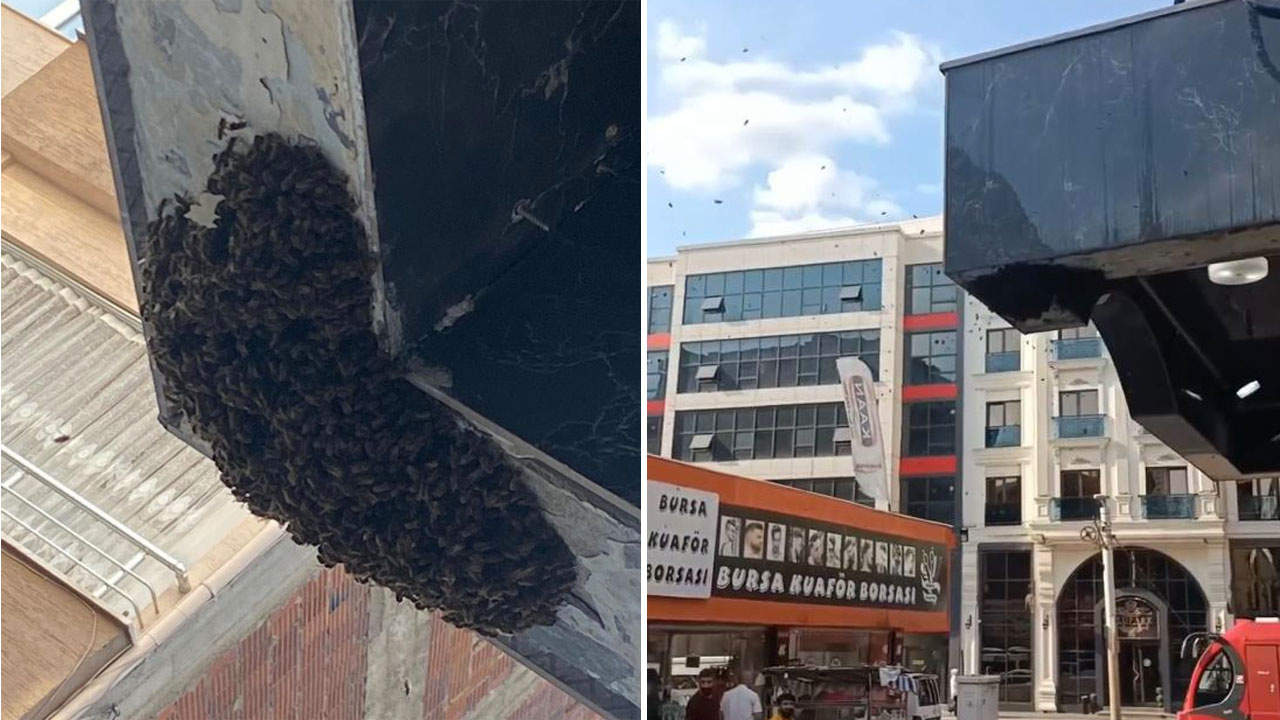 Bursa'da kraliçe arıyı takip eden devasa arılar bir sokağı istila etti