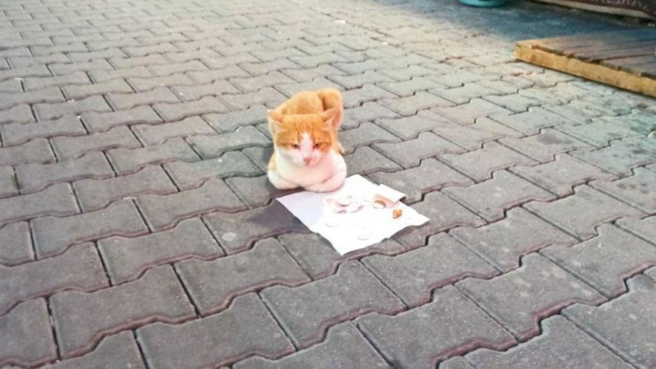 Sokak kedisi mama parasını kendi kazandı