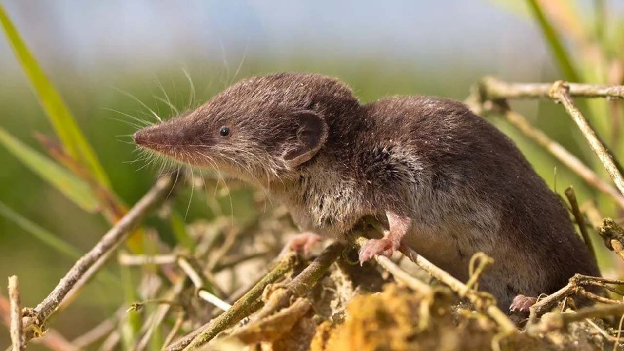 Çin'de yeni ölümcül virüs tespit edildi! 'Langya' 35 kişiye bulaştı kaynağı fareler deniyor
