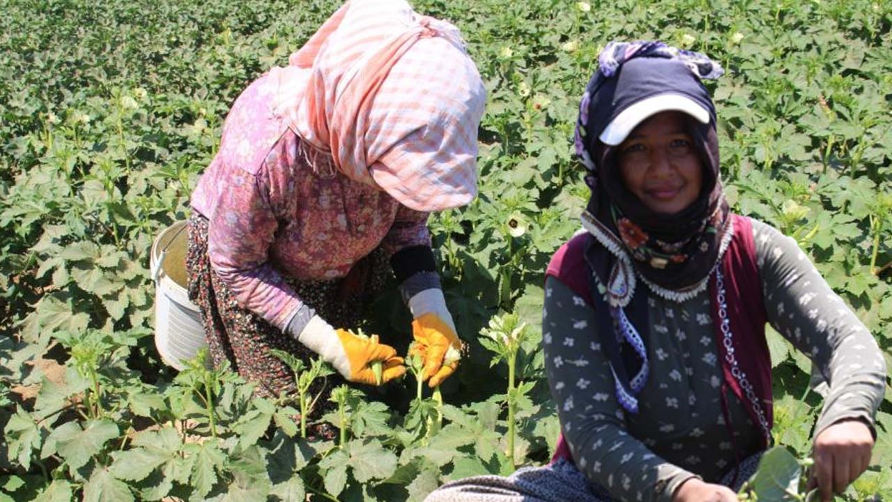 Hemcinsleri kızacak tarla işçisi kadınlardan ilginç sitem: Dudakları, elleri boyalı...