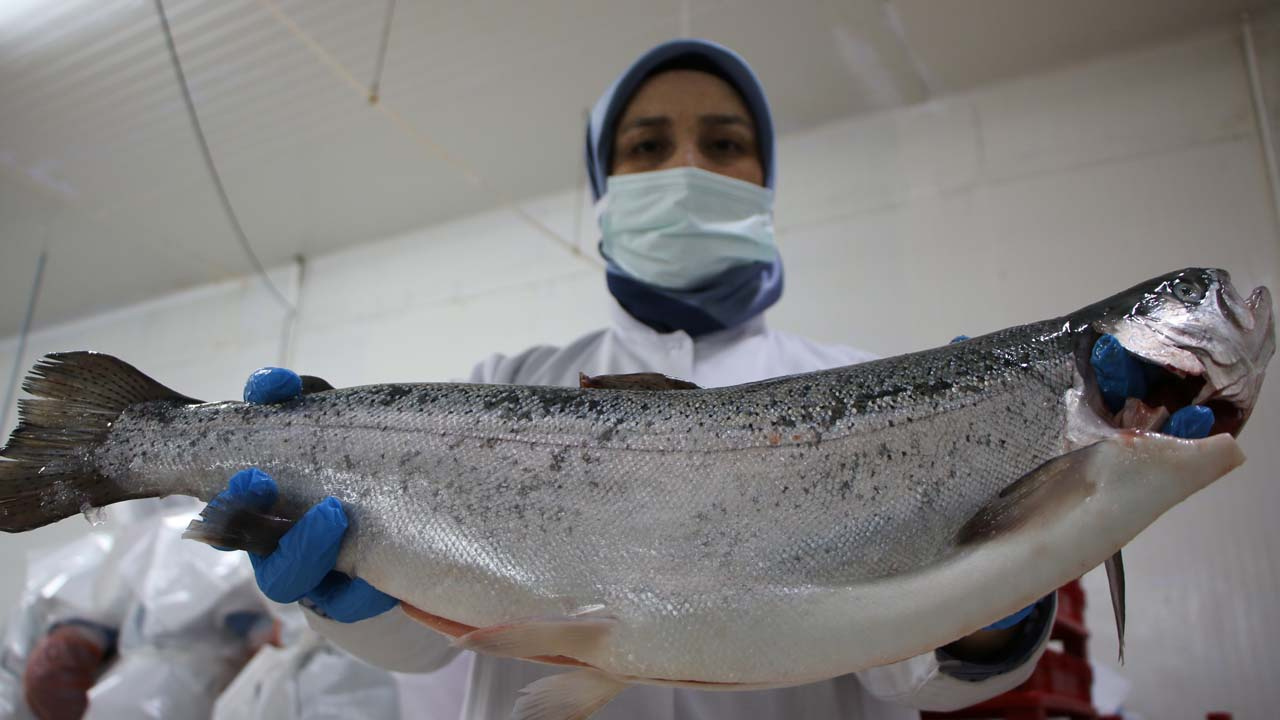 Denizi olmayan Elazığ'a bravo! Alabalık üretiminde ihracat gelirine bakın