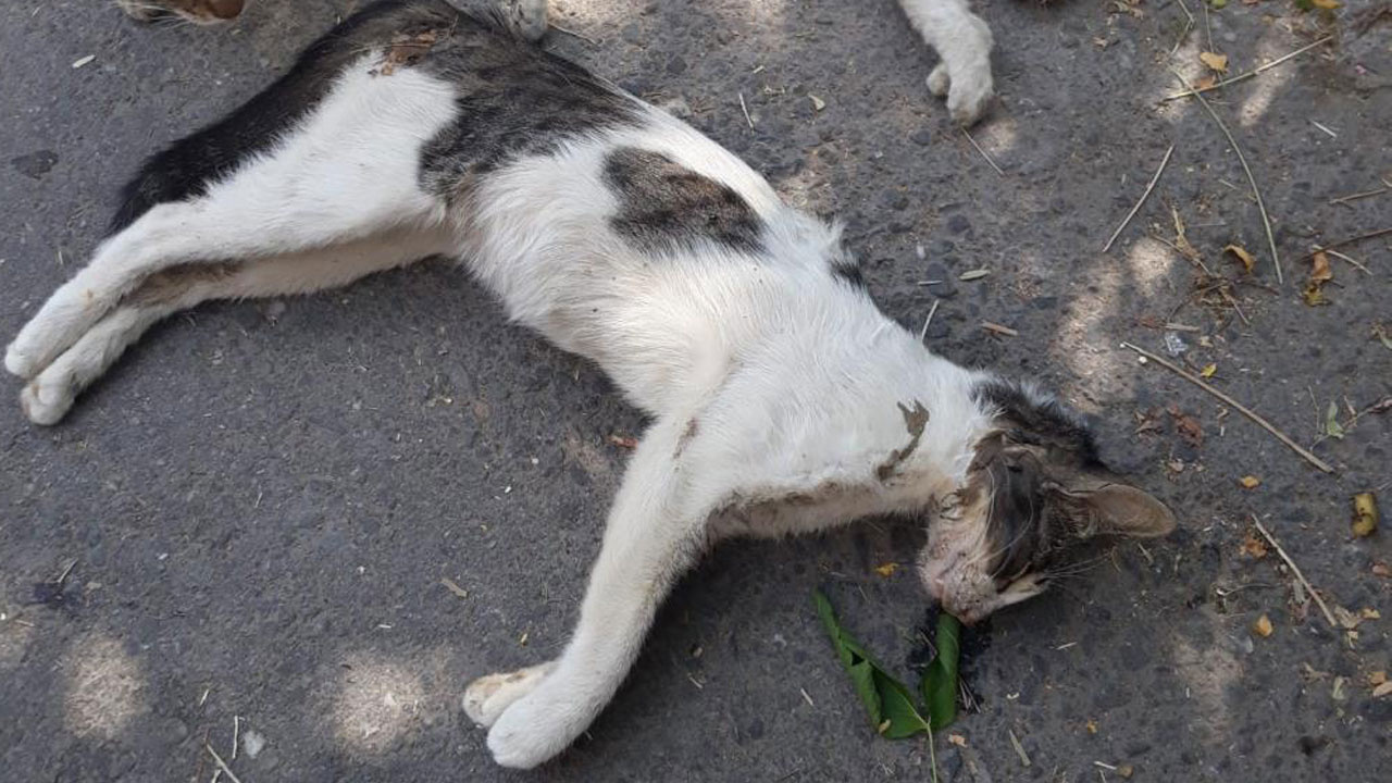 Manisa’da kedi ve köpek katliamı: 15’e yakını öldürüldü