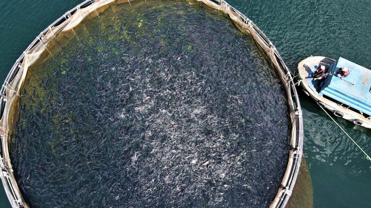Denizi olmayan Elazığ'a bravo! Alabalık üretiminde ihracat gelirine bakın