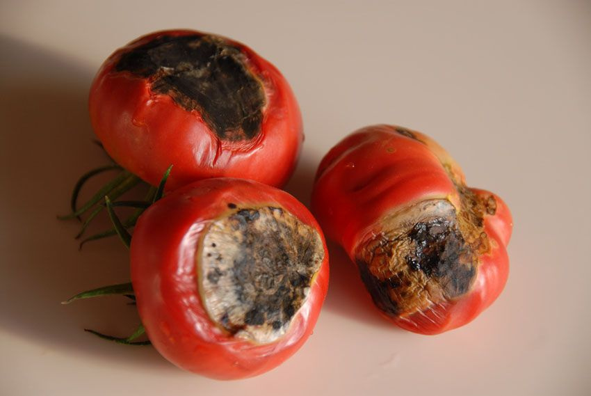 Çürüyen domatesleri sakın atmayın Faydaları inanılmaz