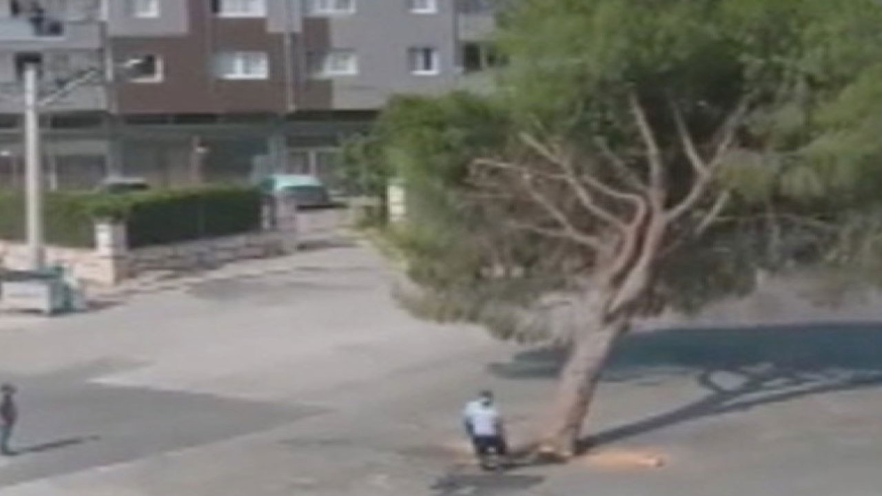 İzmir Büyükşehir Belediyesi çalışanları yarım asırlık çam ağacını kesti