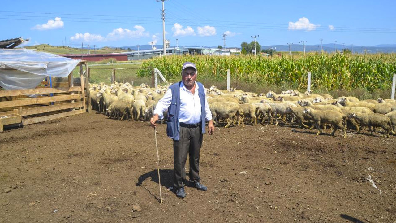 Kastamonu'da 10 bin TL’ye çalışacak çoban bulamıyor