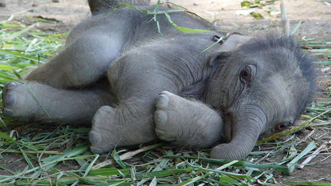 Hayvanat bahçesi çalışanları yasta! Kalbi kırılan küçük fil hayatını kaybetti