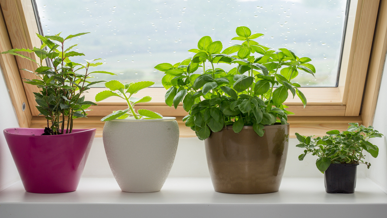 Kışa girmeden ev bitkilerinizi canlandırmak istiyorsanız bu yöntemleri deneyin