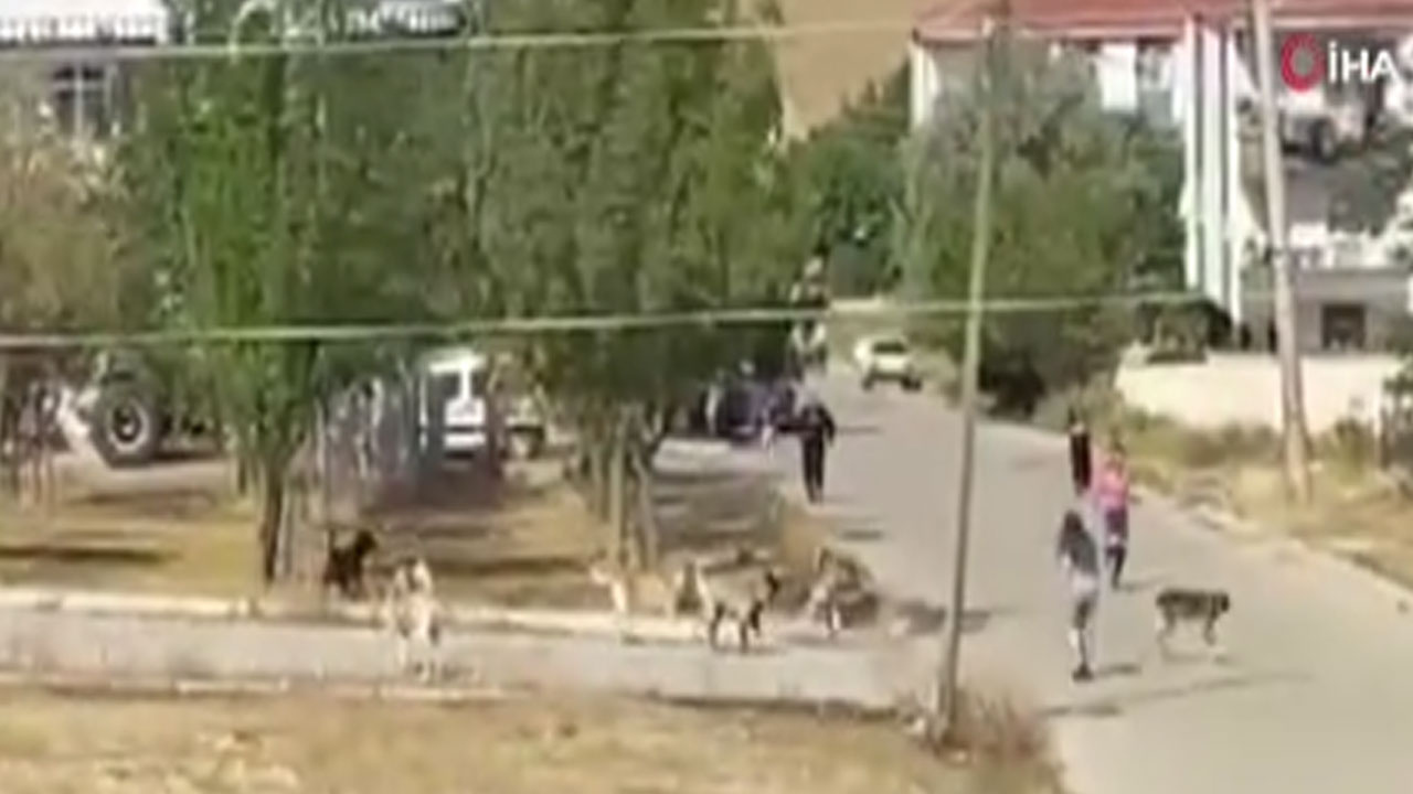 Başkent'te köpek sürüsü kız çocuğuna saldırdı! Dehşet anları