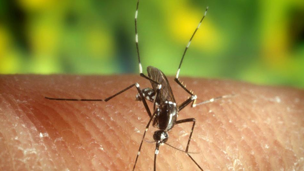 ABD’de sivrisinek kaynaklı virüse karşı ilk aşı onaylandı