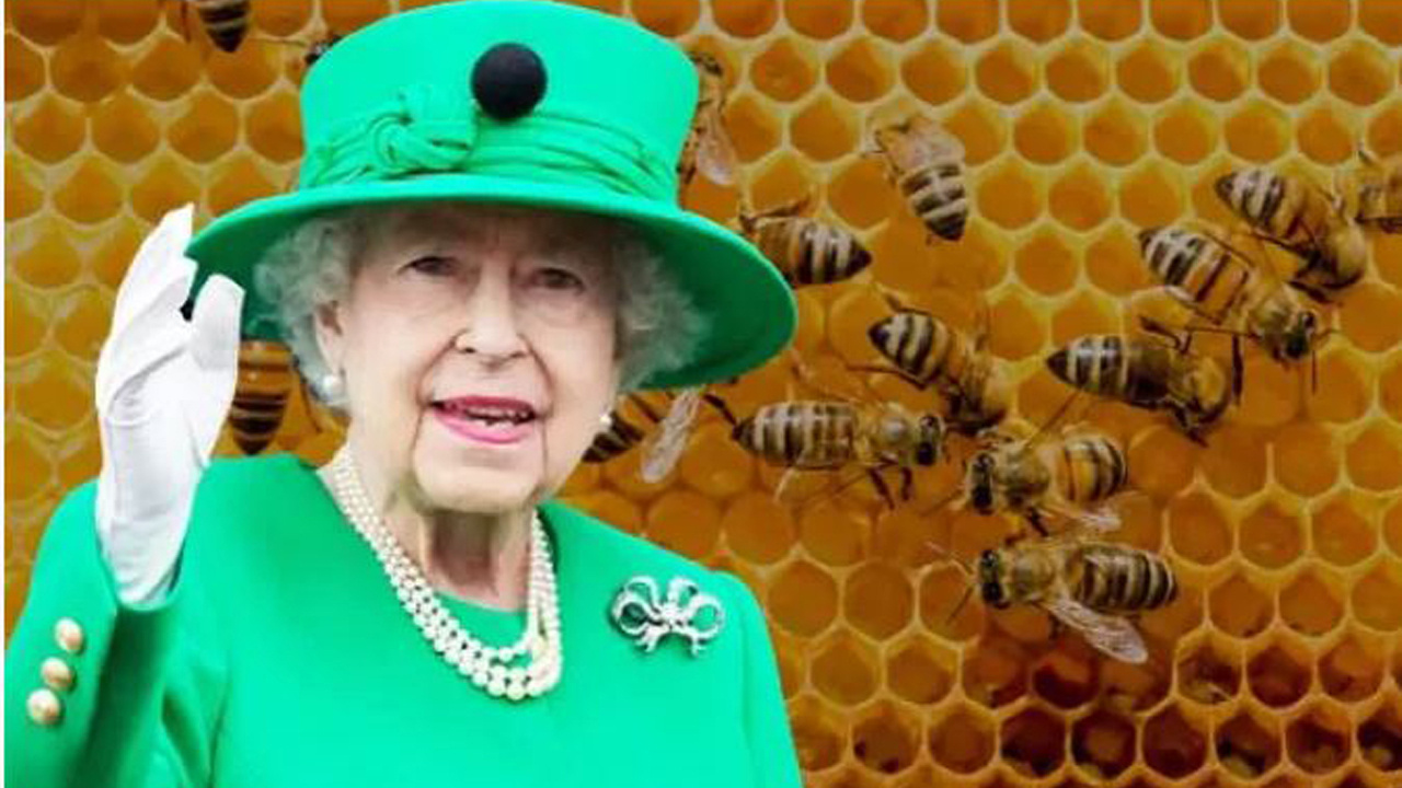 Kraliçe 2. Elizabeth'in ölümü, arılara da söylendi