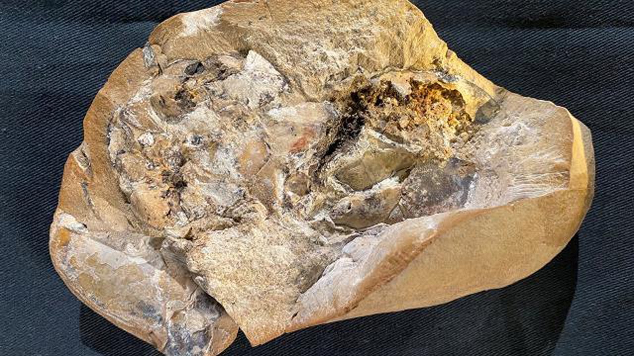 Araştırmacılar buldu! Tam 380 milyon yıllık! İşte dünyanın en eski kalbi