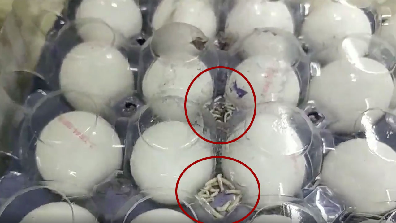 A101 markette skandal görüntü! Kurtlanmış yumurtalar raflarda satılıyor