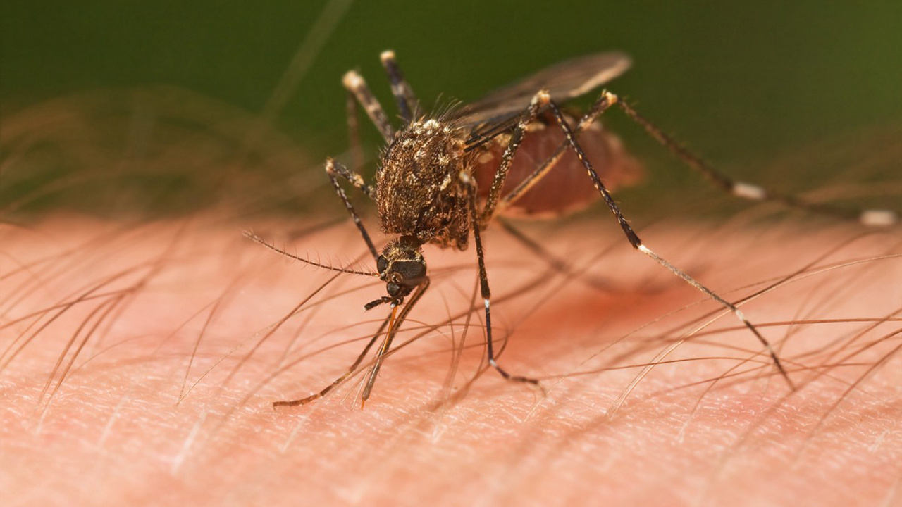 Sivrisineklerin neden bazı kişileri daha çok ısırdığı belli oldu!