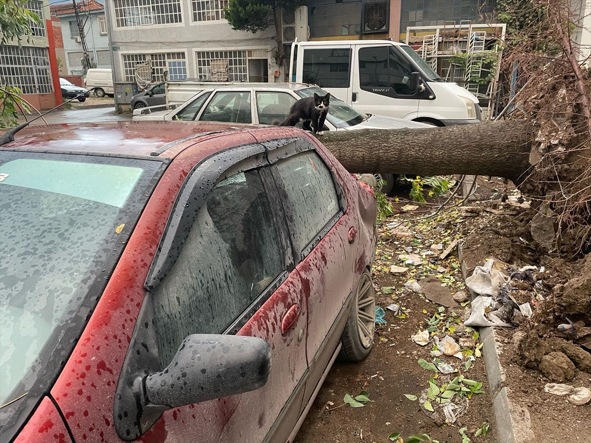 Bursa'da lodos ağacı kökünden söktü! Otomobillerin haline bakın