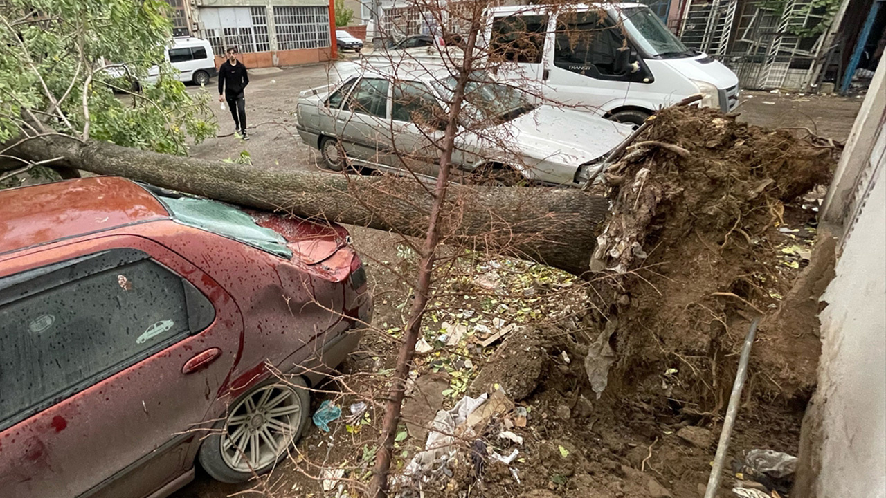 Bursa'da lodos ağacı kökünden söktü! Otomobillerin haline bakın