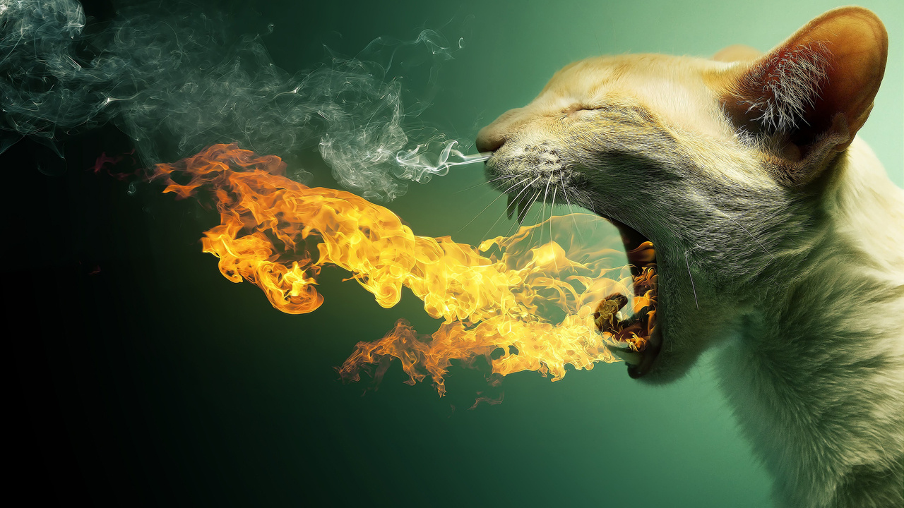 Evde kedi besliyorsanız dikkat! Yangın çıkma ihtimali hayli yüksek