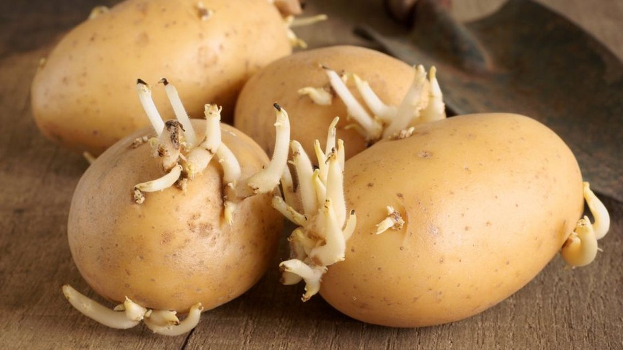Filizlenmiş patatese dikkat edin ölüme neden oluyor! Filizlenmiş patates yenir mi?