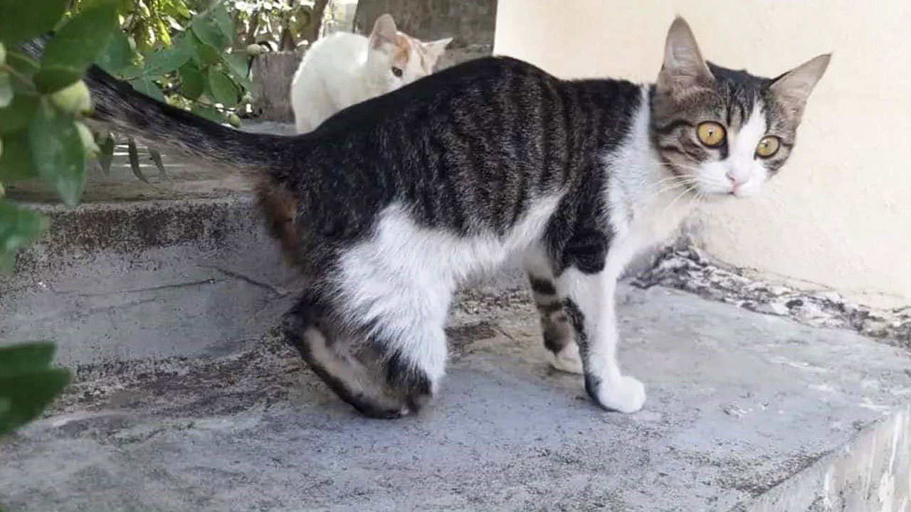Gaziantep'te cinci hoca büyü yapmak için istedi kedilerin ayakları kesildi