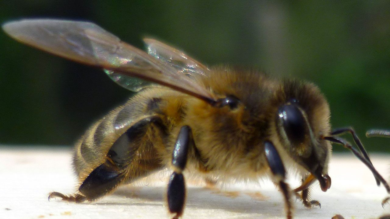 Arıların çiftleşme sırrı! Yeni kraliçe arı gelince erkekler arılar kuyruğa giriyor kovanın içine bakın