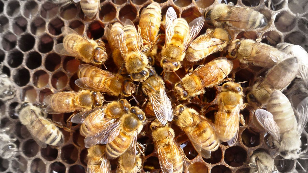 Arıların çiftleşme sırrı! Yeni kraliçe arı gelince erkekler arılar kuyruğa giriyor kovanın içine bakın
