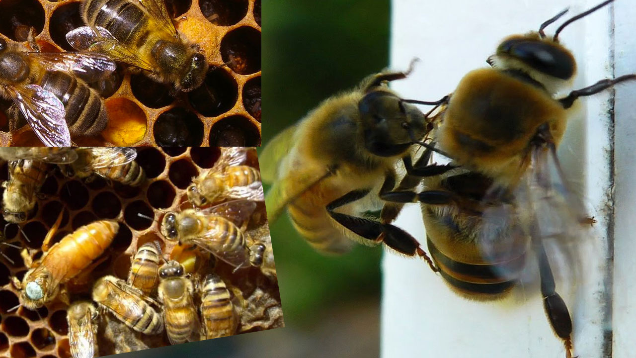 Arılar çok eşli çıktı! Meğer çiftleşme döneminde kraliçe arı bir çok erkek arıyla...