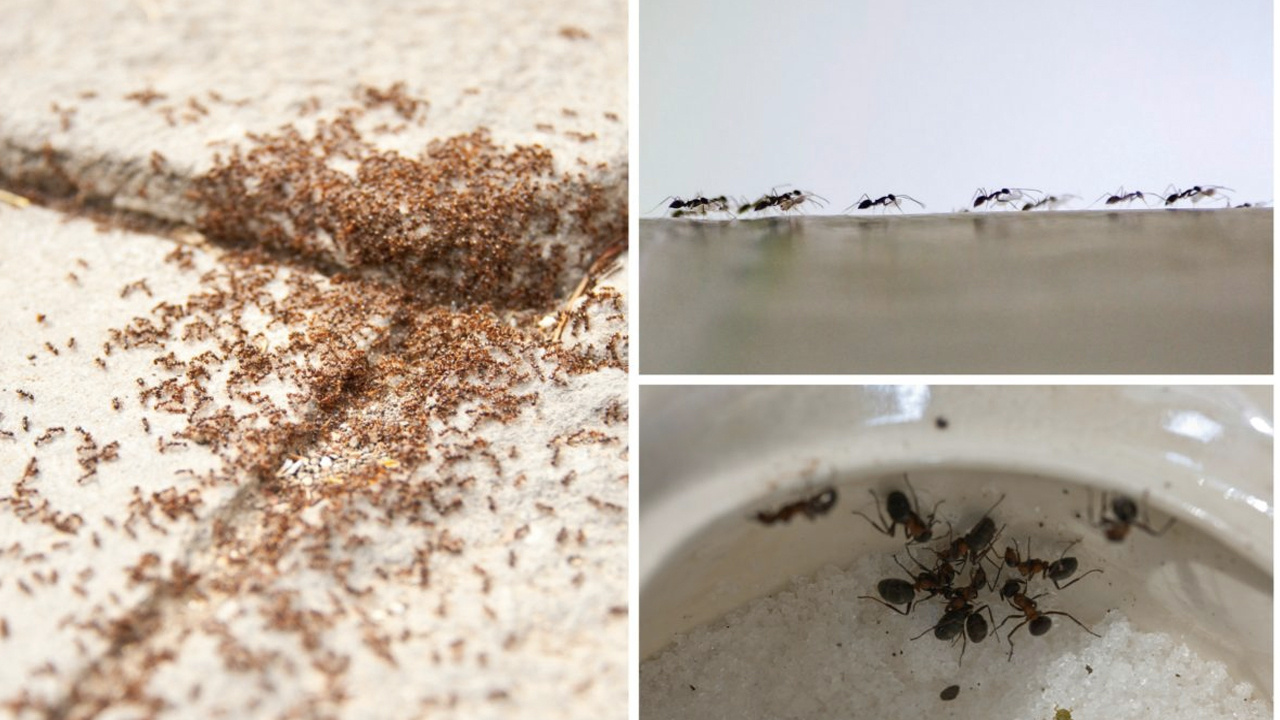Evinizdeki davetsiz misafirler karıncaların kökünü kurutacak yöntemler