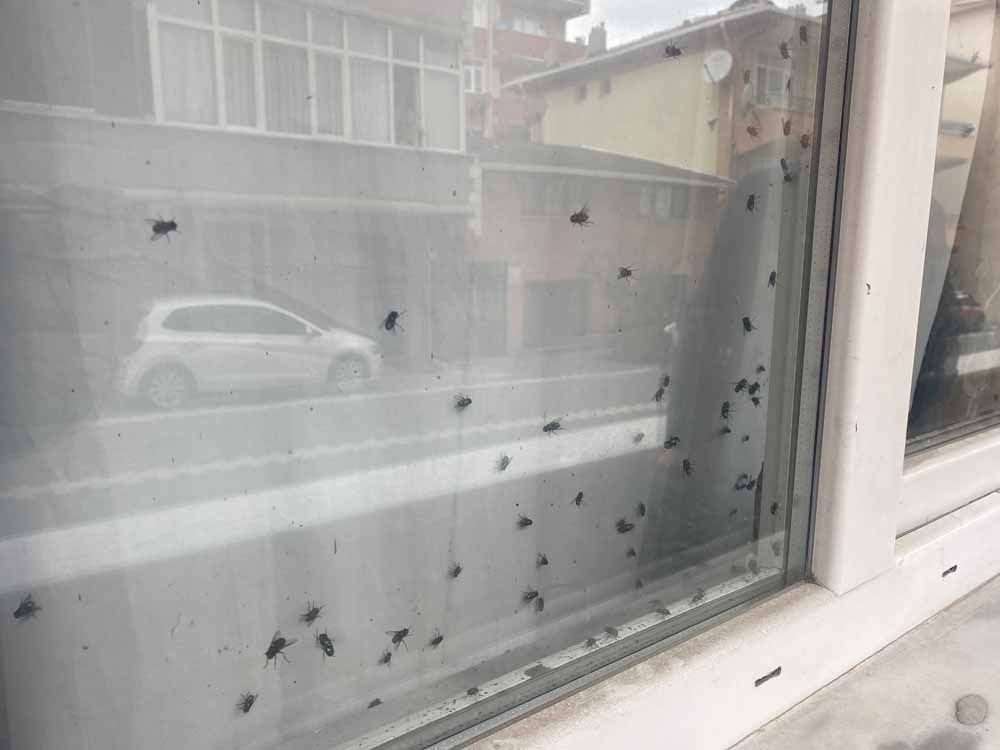 Cama yapışan sinekler paniğe neden oldu! Ceset var diye aradılar gerçek bambaşka çıktı