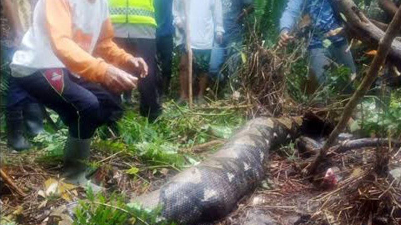 Akıllara durgunluk veren olay! Endonezyalı kadın, 6 metrelik pitonun midesinde çıktı