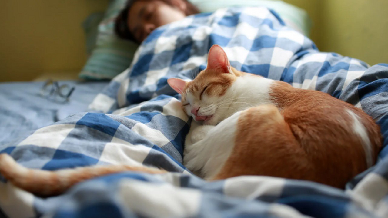 Evcil hayvanla uyunur mu? Uzmanlar evcil hayvanlarla uyumanın faydalarını sıraladı
