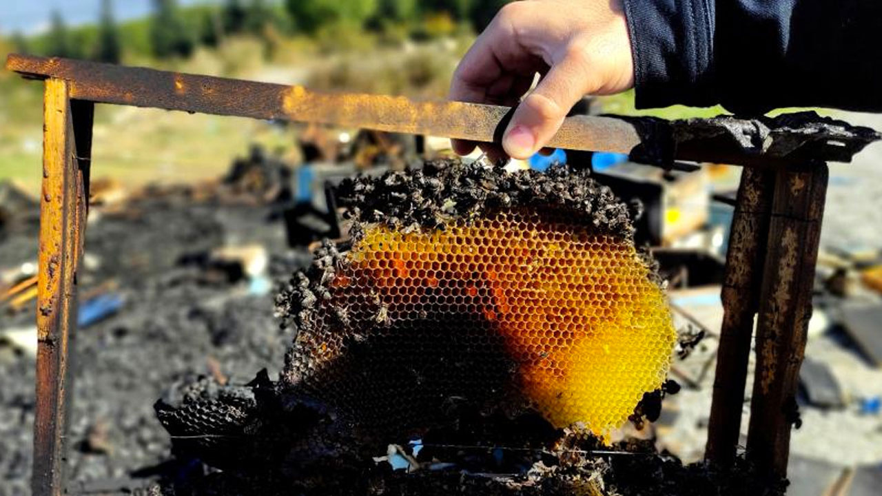 400 kovan arıyı diri diri yaktılar Bursa'da yürekleri sızlatan görüntü