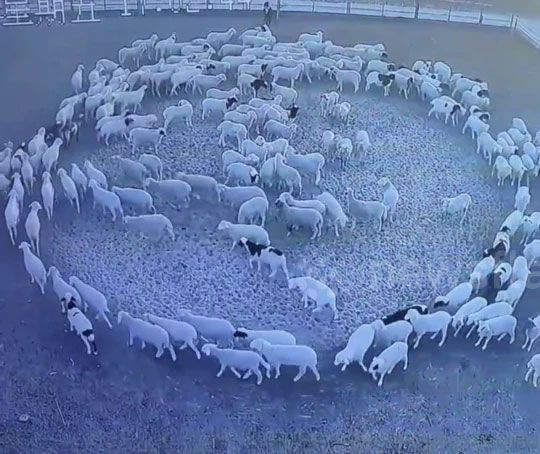 Koyunlar 12 gündür hiç durmadan dönüyorlar! Kimse akıl sır erdiremedi söylenti çıktı