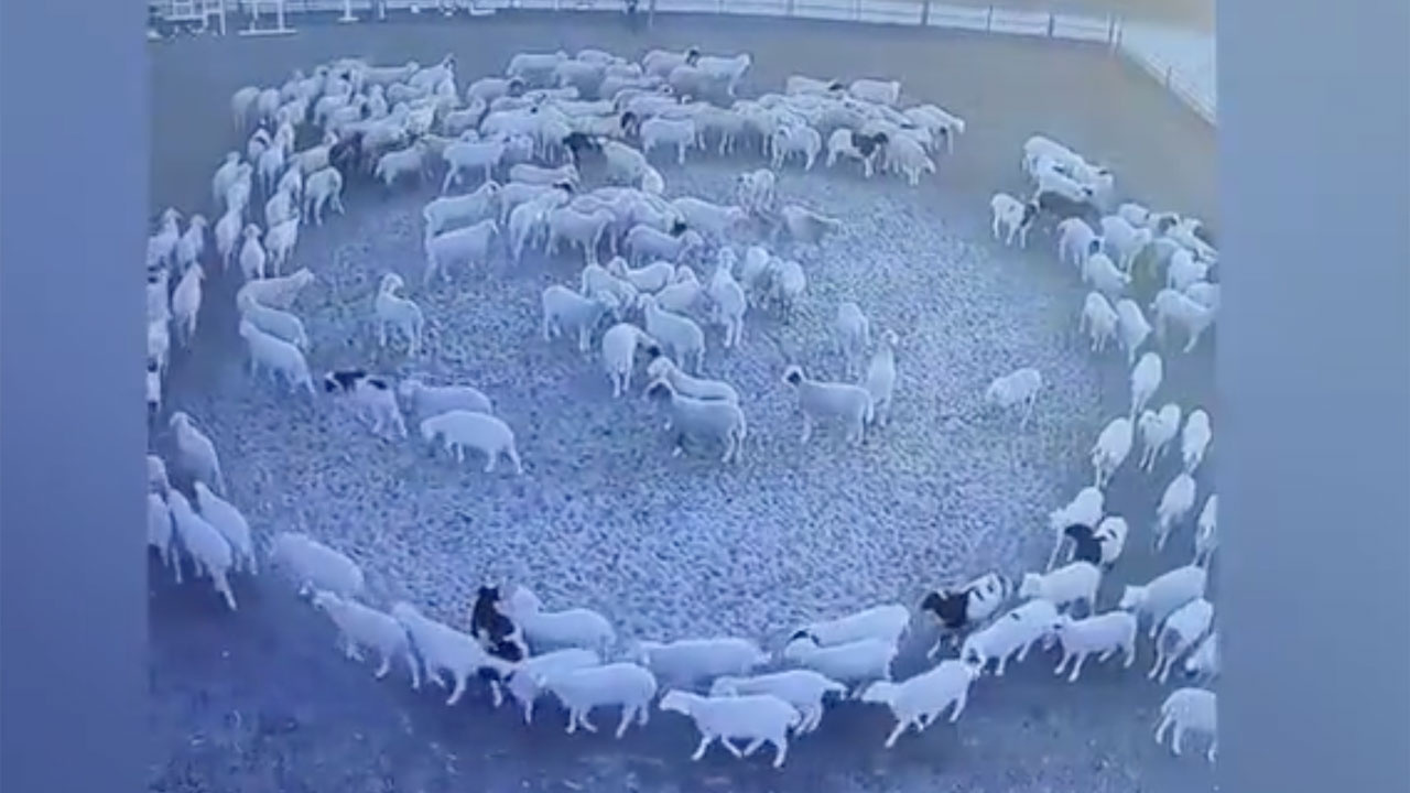 Çin'de koyunlar 12 gündür mevlana gibi dönüyor! Hiç ara vermediler sebebi ise...