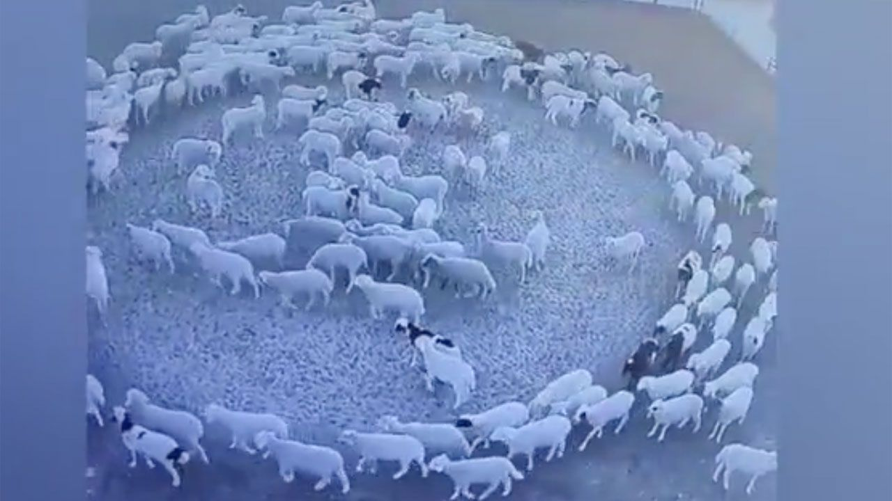 Koyunlar 12 gündür hiç durmadan dönüyorlar! Kimse akıl sır erdiremedi söylenti çıktı