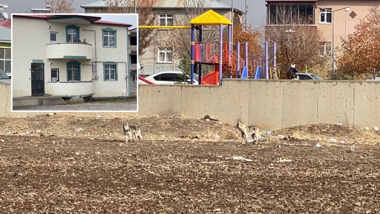 Erzurum'da aç kalan iki kurt ilçe merkezine indi çocuklar evlere kaçıp balkondan izledi