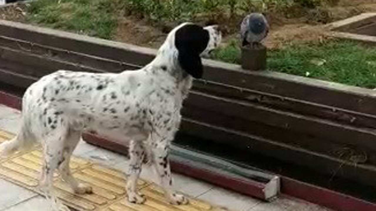 Görenler gözlerine inanamadı: Köpek hasta güvercinin başında bekledi!