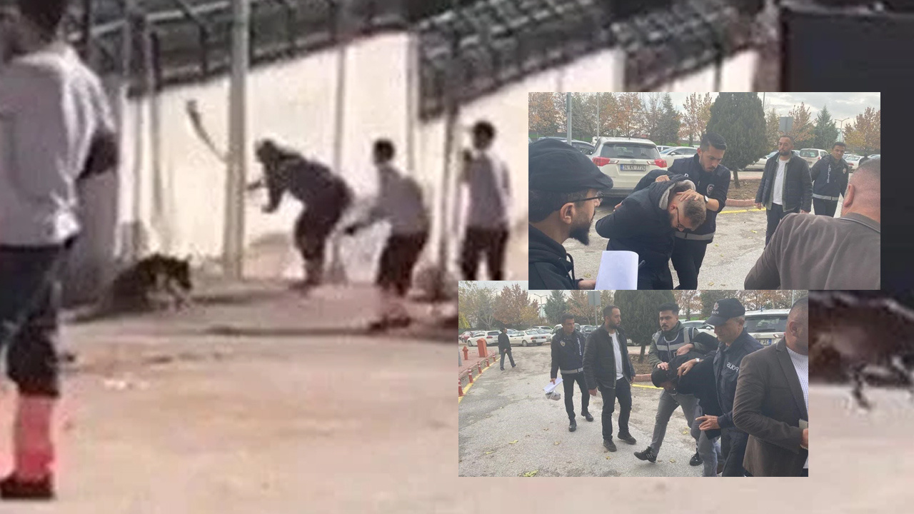 Konya'daki barınak vahşeti! Köpeği kafasına vura vura katlettiler mahkeme tahliye etti