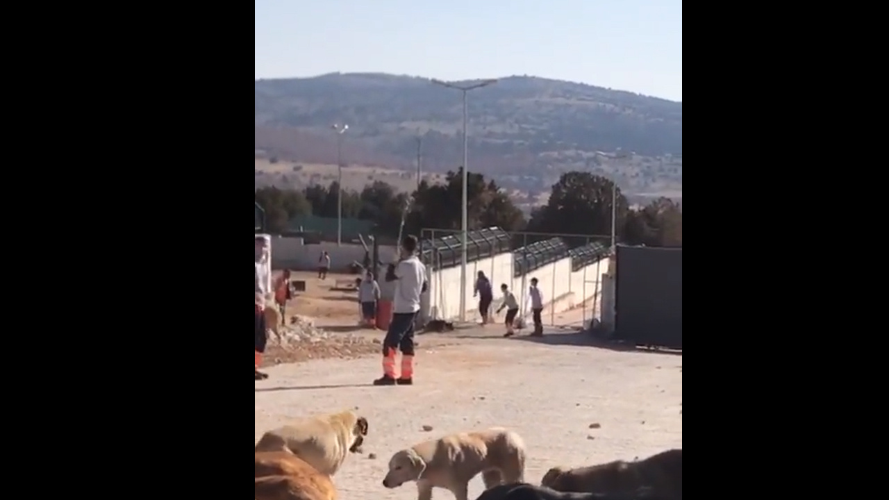 Konya'daki barınak vahşeti! Köpeği kafasına vura vura katlettiler mahkeme tahliye etti