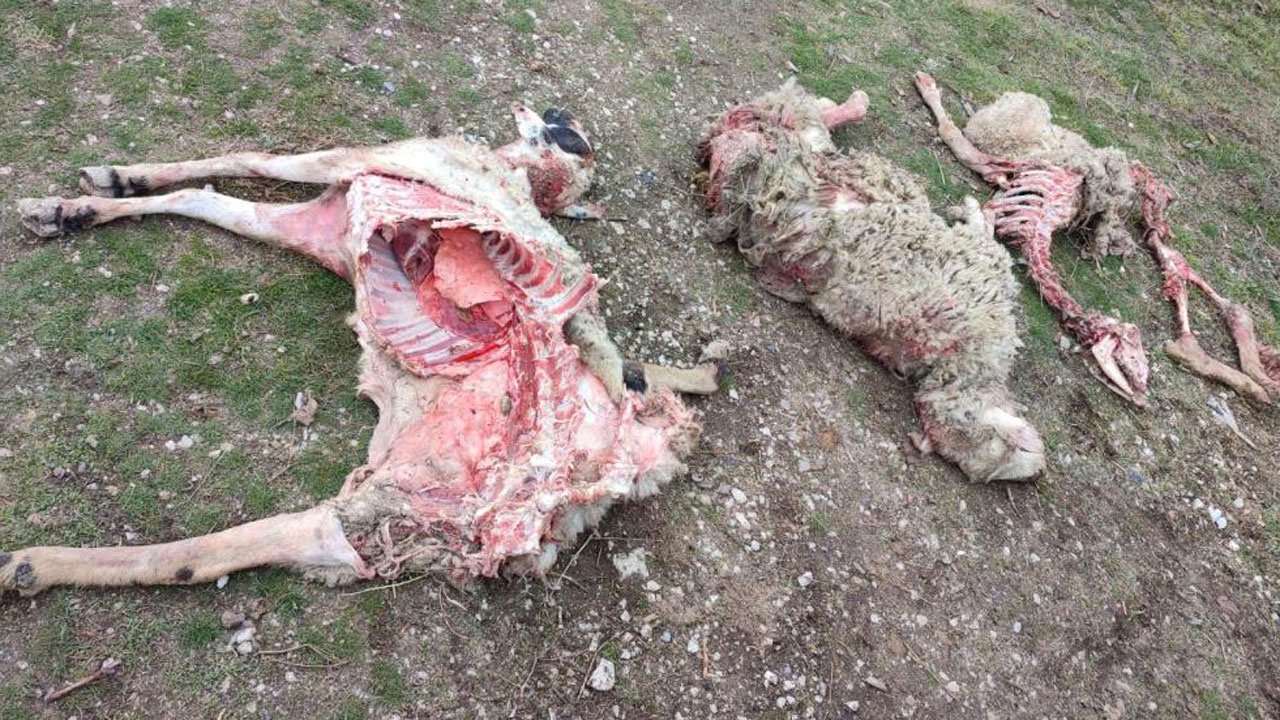 Ankara'da 30 başıboş köpek saldırdı 9 koyun telef oldu manzara dehşete düşürdü