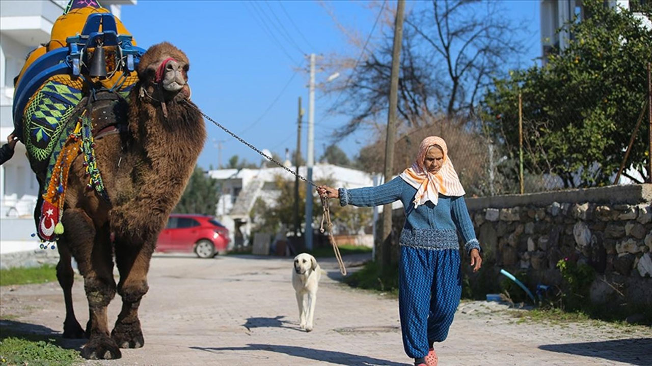 Bodrum'un 'deveci annesi'ne ilgilendiği iki devesi yoldaş oldu