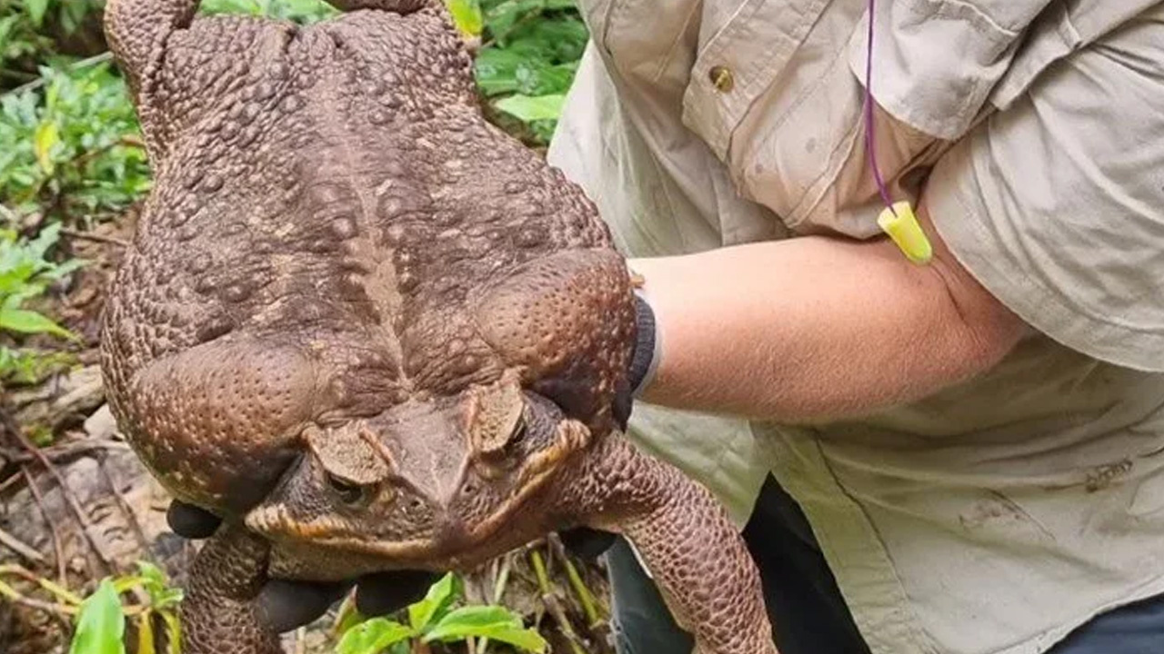 Dünyanın en büyüğü bulundu! Zehir saçarak önüne geleni yiyor "Toadzilla" görenleri ürküttü