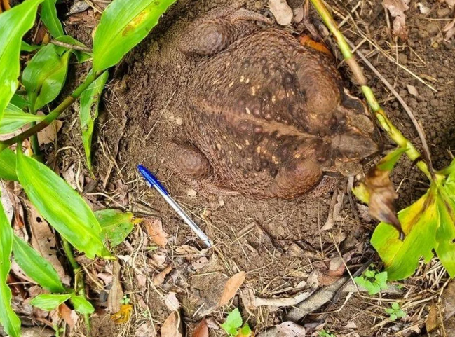 Dünyanın en büyüğü bulundu! Zehir saçarak önüne geleni yiyor "Toadzilla" görenleri ürküttü