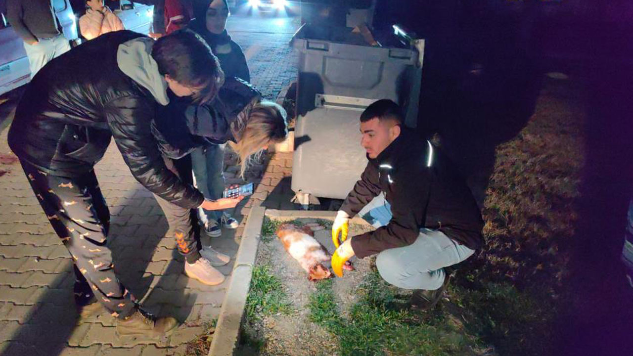 Bursa'da korkunç olay: 6 ayda 6 kedisi öldürülen kadın gözyaşlarına boğuldu!