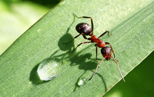 Karıncaların gizli yeteneği keşfedildi bilim insanları şaşkın: Üç denemede çözdüler